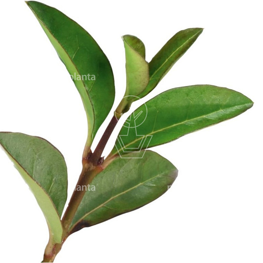 Quick Hedge Haagelement 100cm lang x 200cm hoog