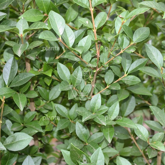 Quick Hedge Haagelement 100cm lang x 200cm hoog