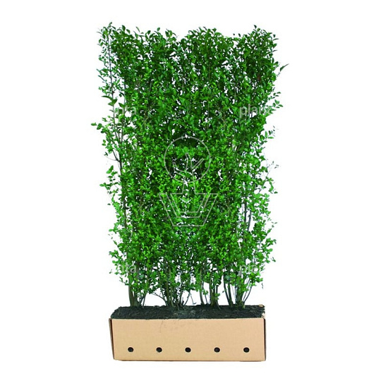 Quick Hedge Haagelement 100cm lang x 200cm hoog
