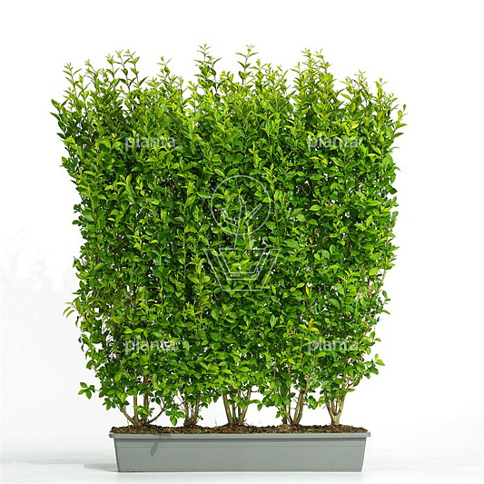 Meeneemhaag 100cm lang x 100 tot 125cm hoog