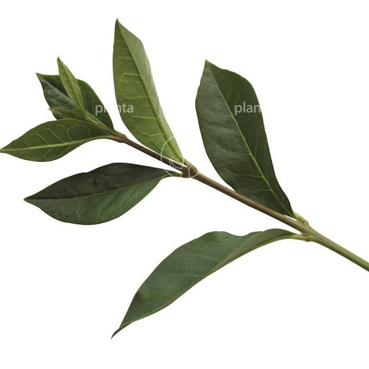 Quick Hedge Haagelement 100cm lang x 200cm hoog