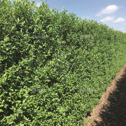 Quick Hedge Haagelement 100cm lang x 200cm hoog