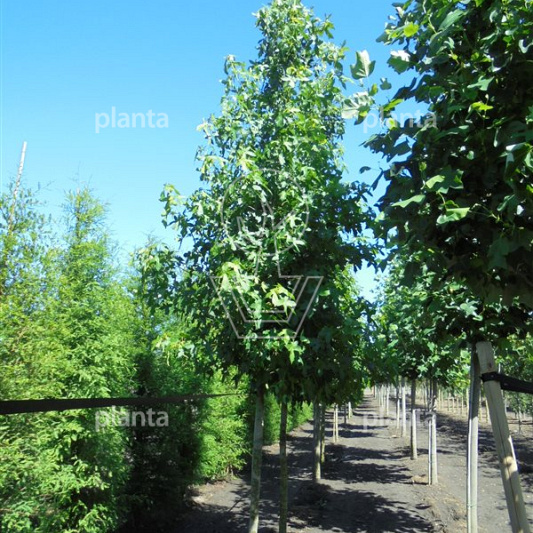 hoogstamboom, stamomtrek 14-16 cm, draadkluit