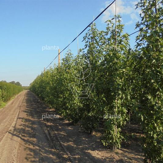 laag vertakte boom, stamomtrek 14-16 cm, draadkluit