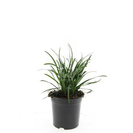 pot 1.5 liter, leverbaar