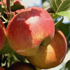 Leiboom, stam50cm, mjr rek 150cm, 5 etage, stamomtr 14-16cm, drkl