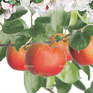 Leiboom, stam50cm, mjr rek 150cm, 5 etage, stamomtr 14-16cm, drkl