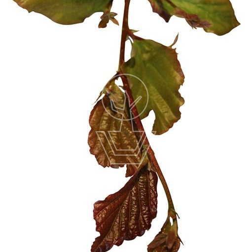 Quick Hedge Haagelement 100cm lang x 200cm hoog