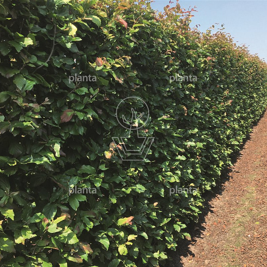 Quick Hedge Haagelement 100cm lang x 200cm hoog