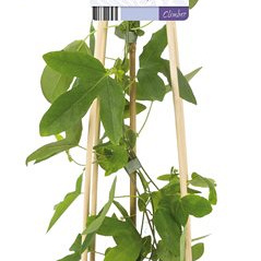50 tot 60 cm hoog, pot 2 liter