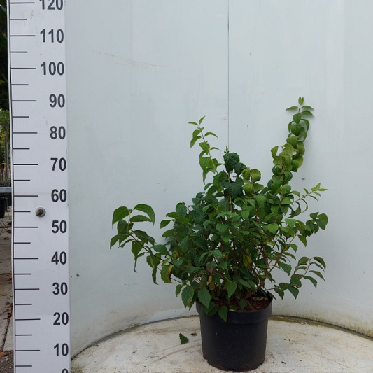 Pot 10 liter