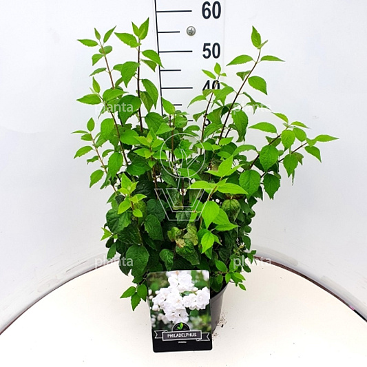 Pot 10 liter