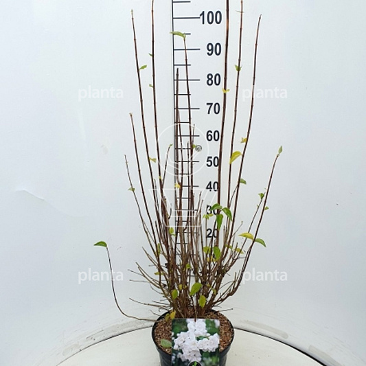Pot 10 liter