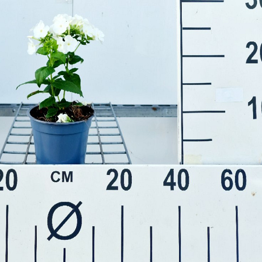 Pot 13 cm