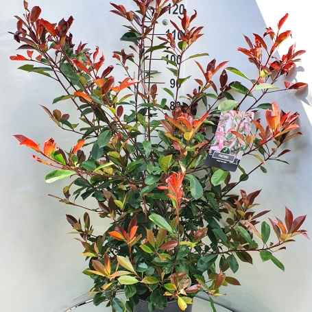 Photinia fraseri 'Red Robin' 100-125, C10 | Planta