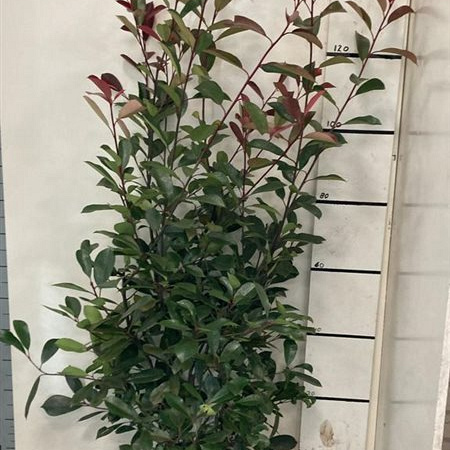 Photinia fraseri 'Red Robin' 125-150, C15 | Planta