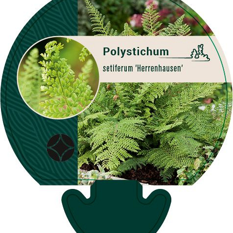 Pot 9 cm