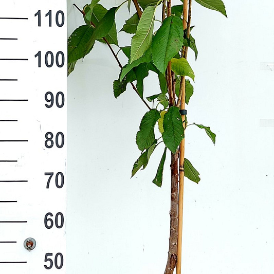 125 tot 150 cm hoog, in pot