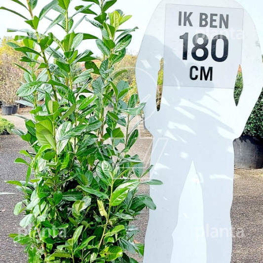 125 tot 150 cm hoog, met kluit