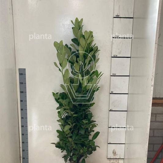 125 tot 150 cm hoog, met kluit