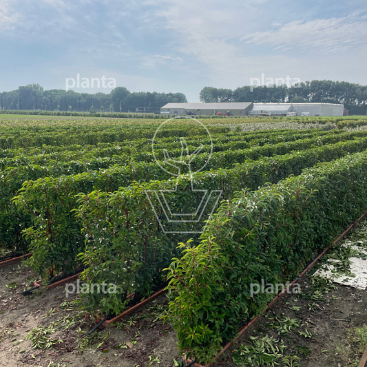 Meeneemhaag 100cm lang x 80 tot 100cm hoog