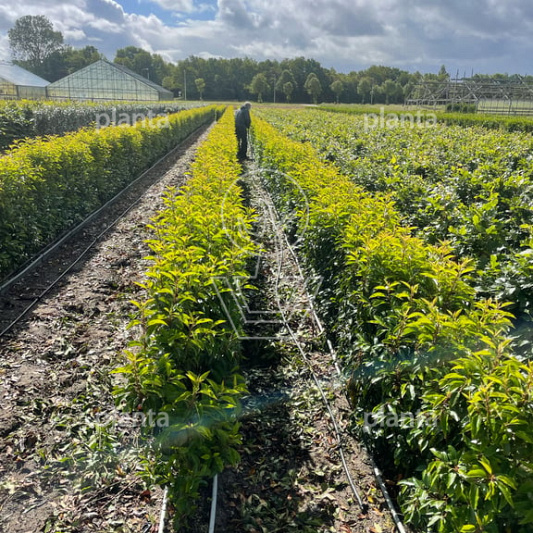 Meeneemhaag 100cm lang x 80 tot 100cm hoog