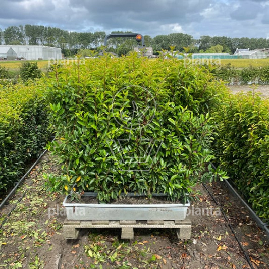 Meeneemhaag 100cm lang x 80 tot 100cm hoog