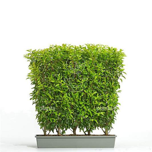 Meeneemhaag 100cm lang x 80 tot 100cm hoog