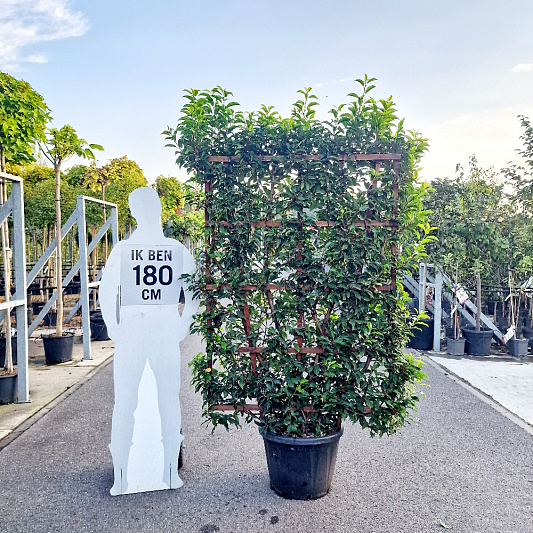 laagstam leiboom, rek (BxH) 110 x 160 cm