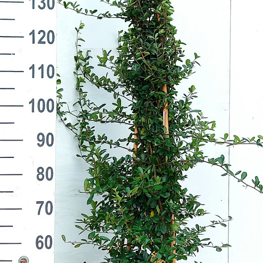 150 tot 175 cm hoog, pot 12 liter