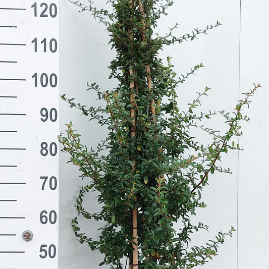 150 tot 175 cm hoog, pot 12 liter