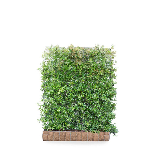 Mobilane kant en klaar haag, LxH 120x155cm, cocopeat 'pot'