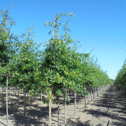 hoogstamboom, stamomtrek 14-16 cm, draadkluit