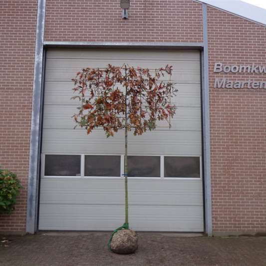 hoogstam leiboom, stamomtrek 14-16 cm, rek 180x120cm, draadkluit