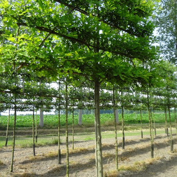 Lei, stamomtr 18-20cm, drkluit, mjr rek220x130cm,4etage,stam210cm