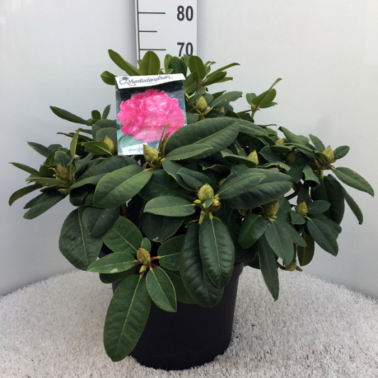 50 tot 60 cm hoog, pot 20 liter