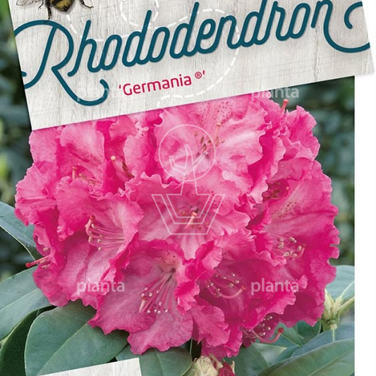 50 tot 60 cm hoog, pot 20 liter