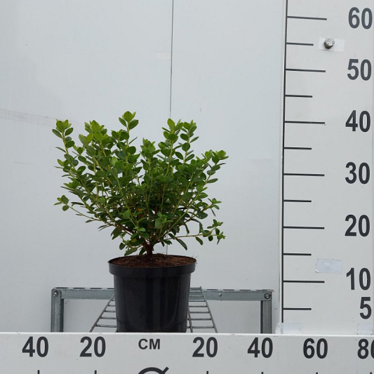 25 tot 30 cm hoog, pot 2.5 liter