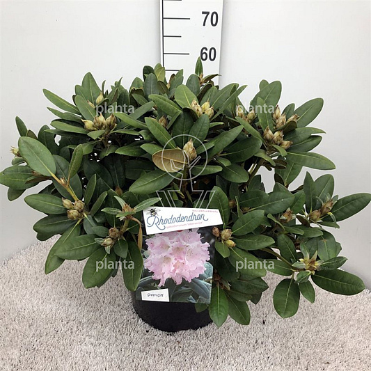 40 tot 50 cm hoog, pot 20 liter
