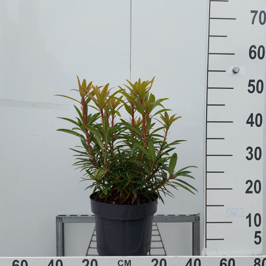 30 tot 40 cm hoog, pot 5 liter