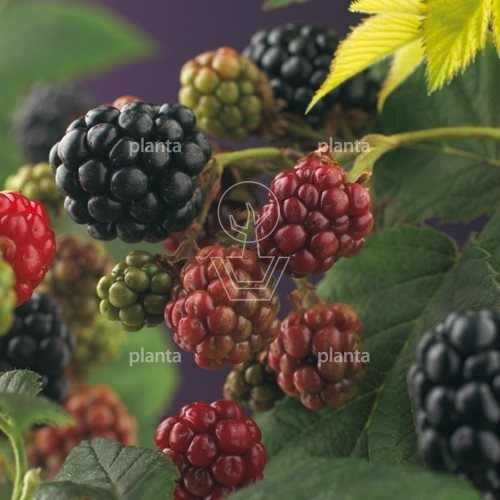 50 tot 60 cm hoog, pot 2 liter