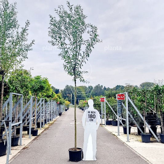 hoogstamboom geknot, stamomtrek 12-14 cm, in pot