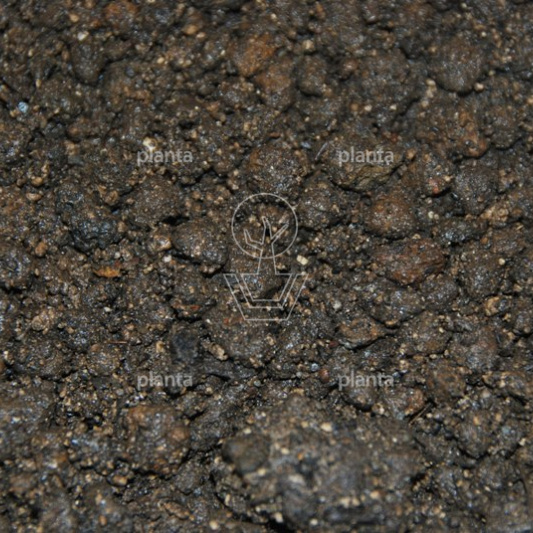 Sempergreen, 20 liter