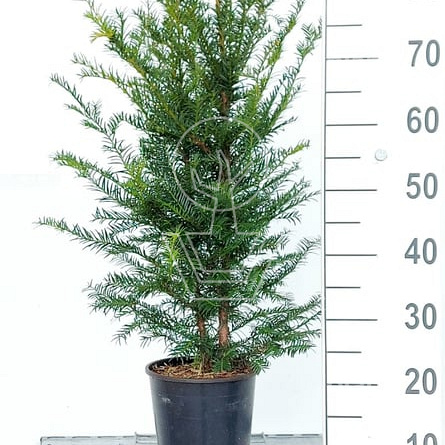 thuja occ degroot's spire Privacy Hedge for Narrow Spaces | 'Degroot's Spire' Arborvitae