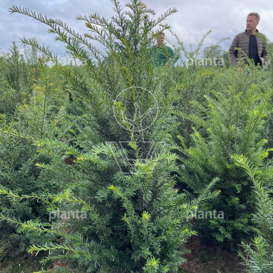 thuja brabant wiki Thuja occidentalis 'Brabant' – Majestic Trees main image 0