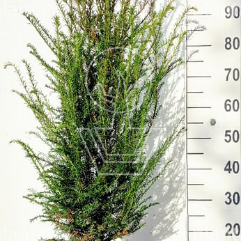 thuja smaragd 140 160 preisvergleich Thuja 