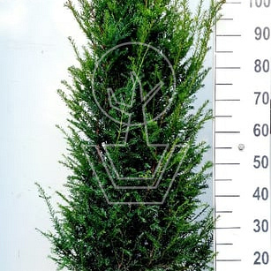 thuja angebot Thuja Smaragd kaufen main image 1