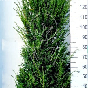 thuja plicata kaufen Riesenlebensbaum 'Martin' | kaufen main image 0