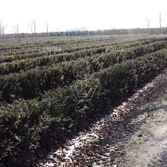 Quick Hedge Haagelement 100cm lang x 80cm hoog