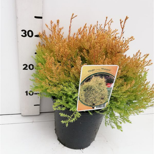 25 tot 30 cm hoog, pot 3 liter